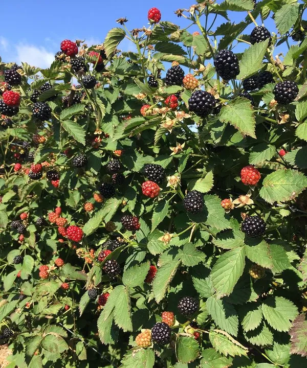 Hybrid_Black_Berry_Fruit_Plant_(1.5-2_Feet_Height_Pack_Of_1)