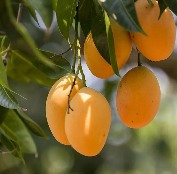 Alphanso_Mango_Plant_|_Hybrid_Grafted_Plant_(1.5-2_Feet_Height_Pack_Of_1)
