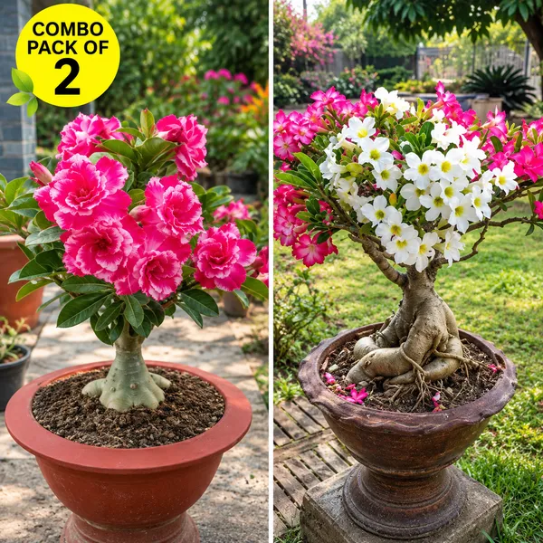 Adenium_Combo_pack_of_2_(_Pink_and_white_bloom_and_pink_gaze_)