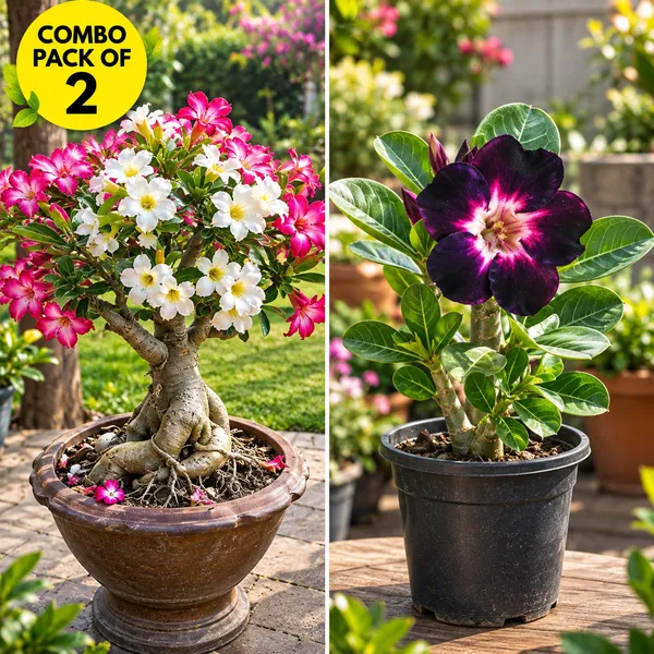 Adenium_combo_pack_of_2_(_pink_and_white_bloom_and_night_star)