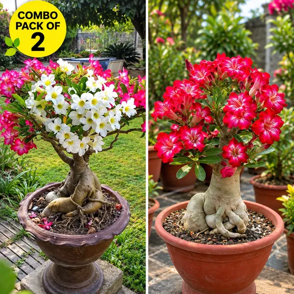 Adenium_combo_pack_of_2_(_pink_and_white_bloom_and_pink_gaze_)