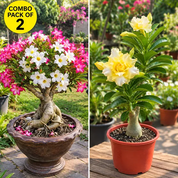 Adenium_combo_pack_of_2_(_pink_and_white_bloom_and_yellow_gaze)