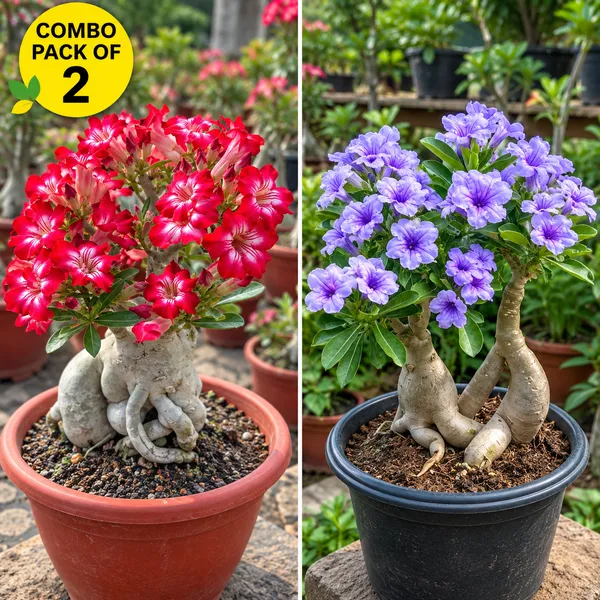 Adenium_combo_pack_of_2_(_pink_gaze_and_purple_bloom)
