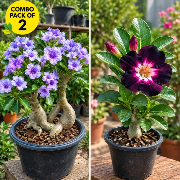 Adenium_combo_pack_of_2_(_purple_bloom_and_night_star)