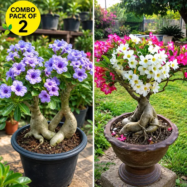 Adenium_combo_pack_of_2_(_purple_bloom_and_pink_and_white_bloom)