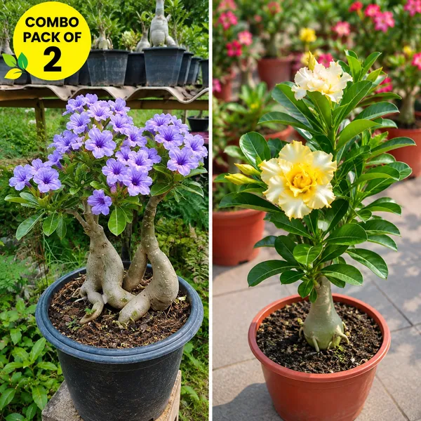 Adenium_combo_pack_of_2_(_purple_bloom_and_yellow_gaze)