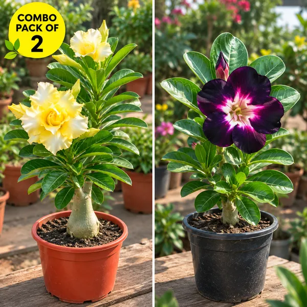 Adenium_combo_pack_of_2_(_yellow_gaze_and_night_star)