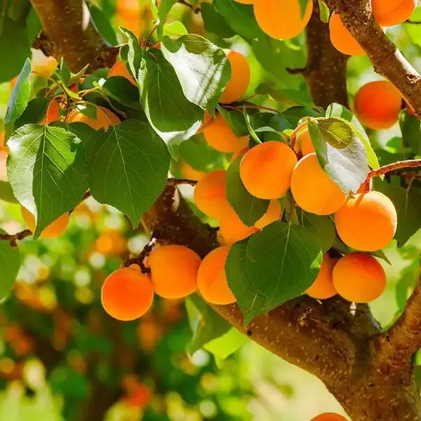 Apricot_and_Lapins_Cherry_Combo_Pack_of_2
