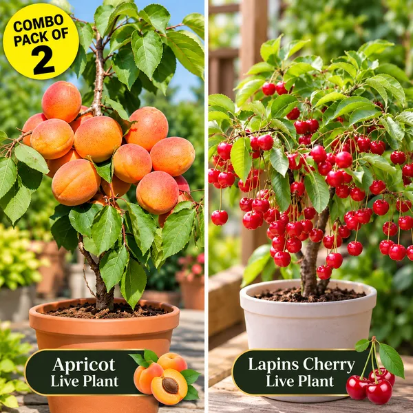 Apricot_and_Lapins_Cherry_Combo_Pack_of_2