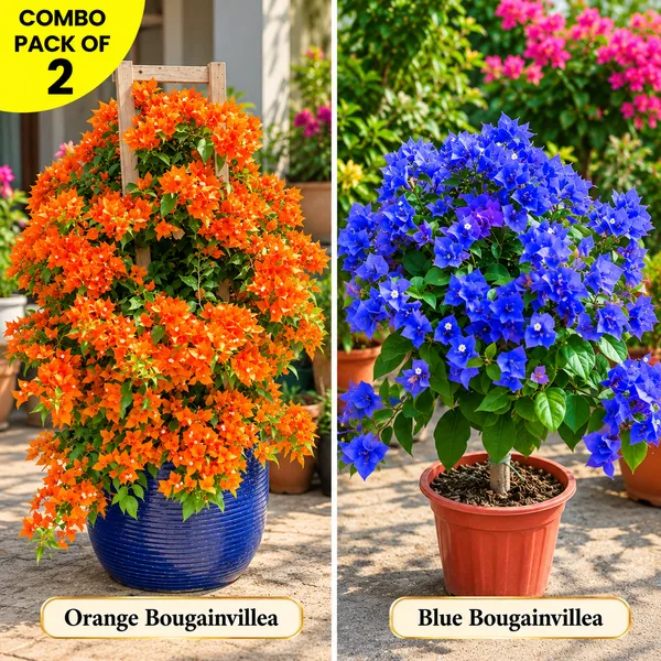 BLUE_BOUGAINVILLEA_AND_ORANGE_BOUGAINVILLEA_COMBO_OF_2