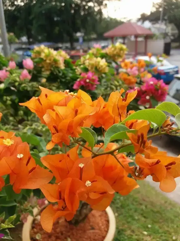 BLUE_BOUGAINVILLEA_AND_ORANGE_BOUGAINVILLEA_COMBO_OF_2