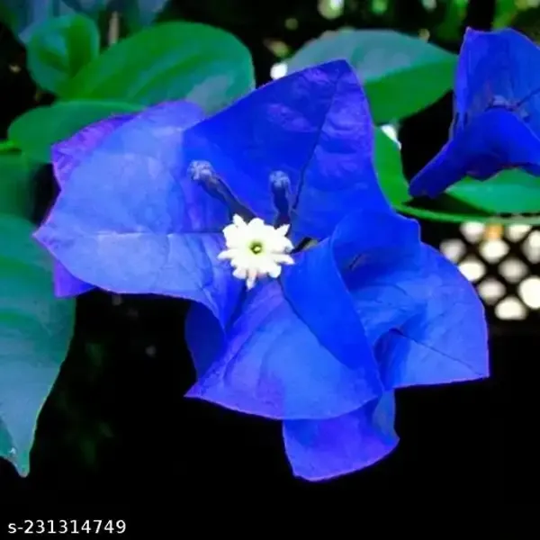 BLUE_BOUGAINVILLEA_AND_ORANGE_BOUGAINVILLEA_COMBO_OF_2