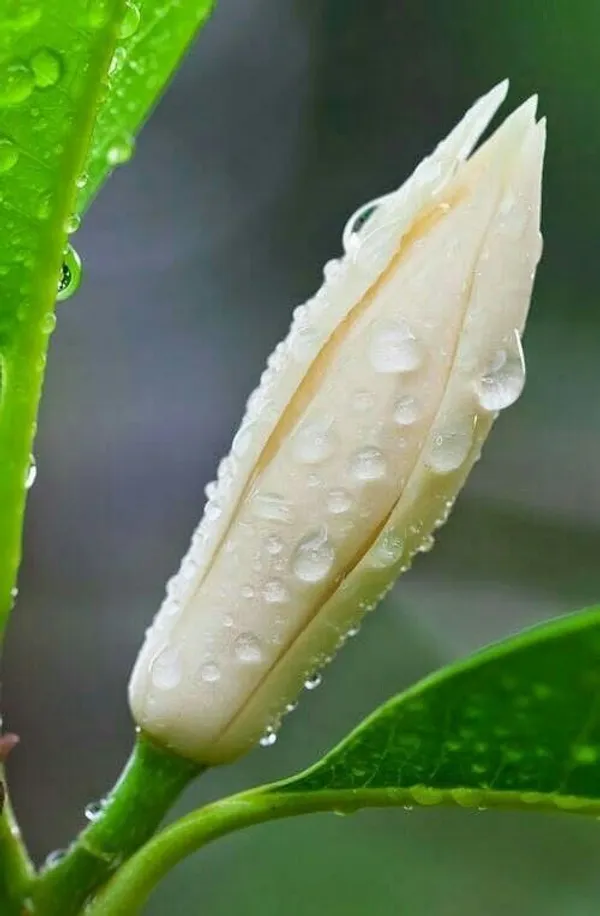 White_Champaca_Magnolia_Alba_Perfuming_Grafting_Flower_Plant_(1.5-2_Feet_Height_Pack_Of_1)