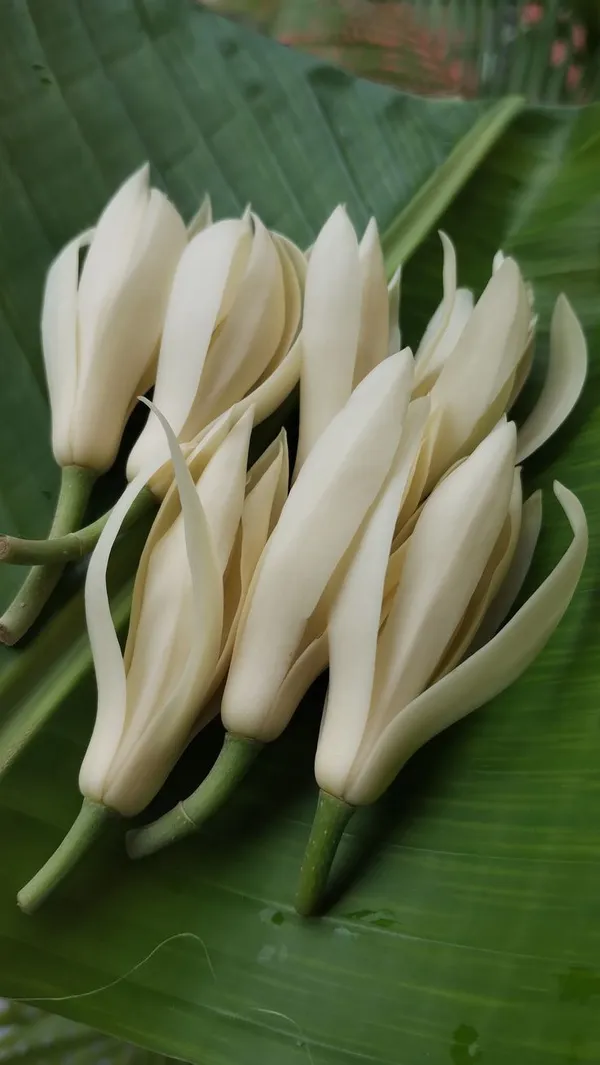 White_Champaca_Magnolia_Alba_Perfuming_Grafting_Flower_Plant_(1.5-2_Feet_Height_Pack_Of_1)