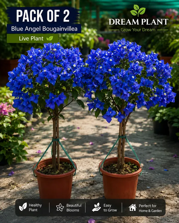 Blue_Angel_Bougainvillea_Flower_Live_Plant_(Pack-Of-2)
