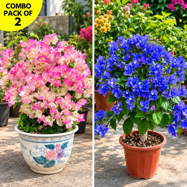 Blue_bougainvillea_and_pink_bougainvillea_