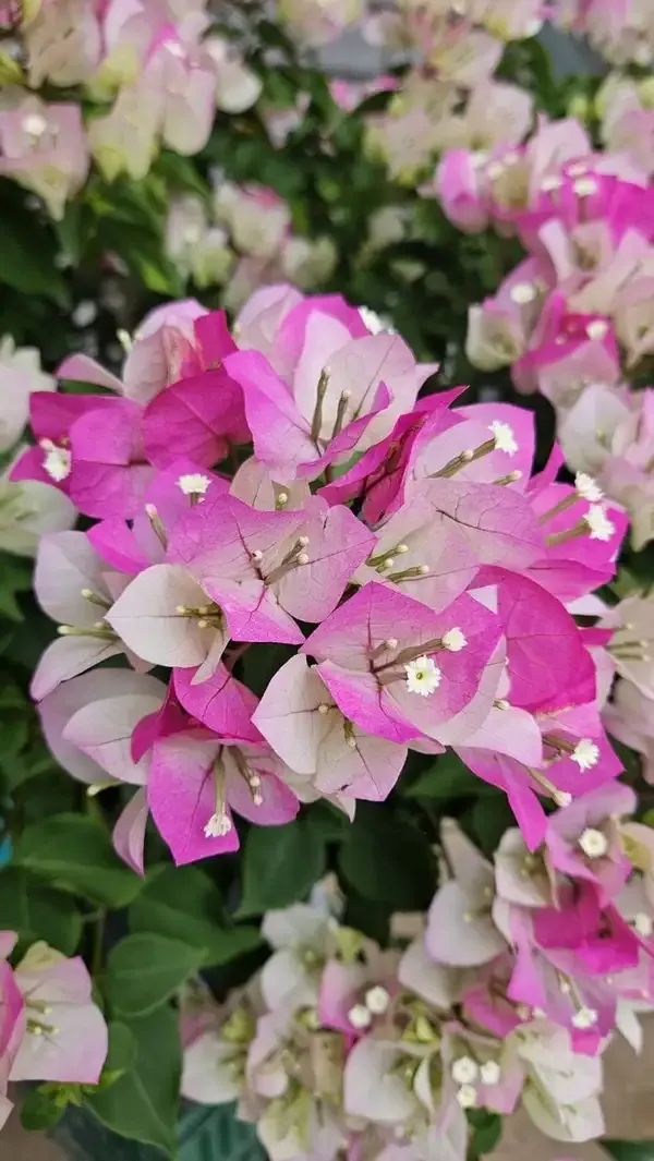 Blue_bougainvillea_and_pink_bougainvillea_