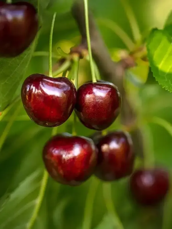 Bombay_seedless_lichi_and_Lapin_cherry_combo_pack_of_1_