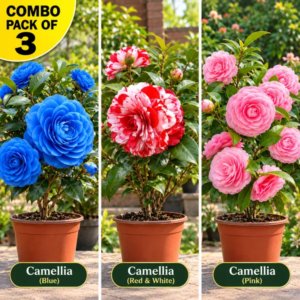 Camellia_Flower_Plant_(1.5-3_Feet_Height_Pack_Of_3)