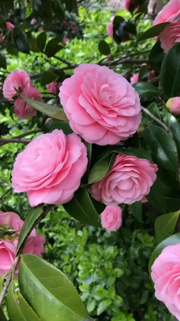 Camellia_Flower_Plant_(1.5-3_Feet_Height_Pack_Of_3)