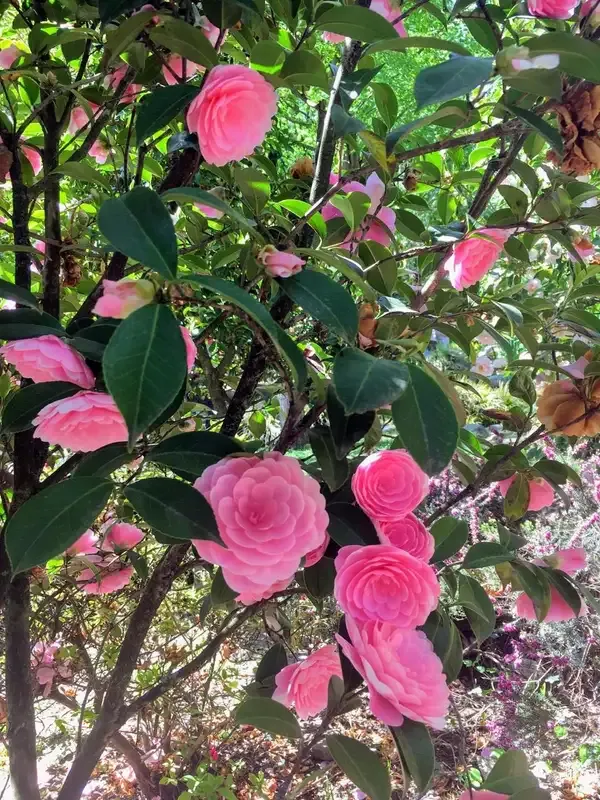 Camellia_Flower_Plant_(1.5-3_Feet_Height_Pack_Of_3)