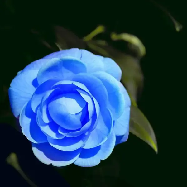 Camellia_Flower_Plant_(1.5-3_Feet_Height_Pack_Of_3)