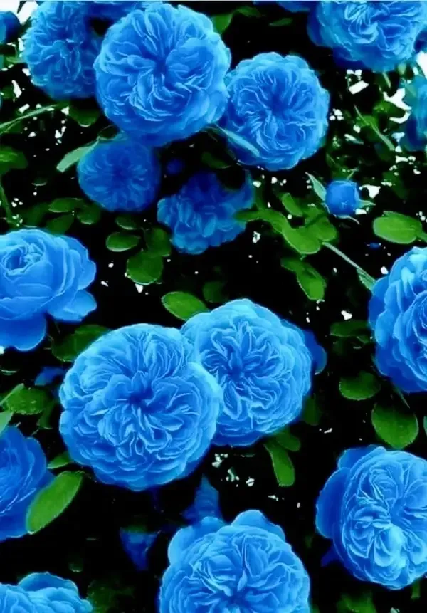 Camellia_Flower_Plant_(1.5-3_Feet_Height_Pack_Of_3)