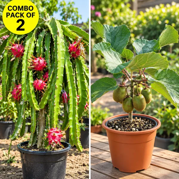 Combo_pack_of_2_Top_Exotic_Fruits_Plant_(Kiwi,_Dragon)_premium_live_plants