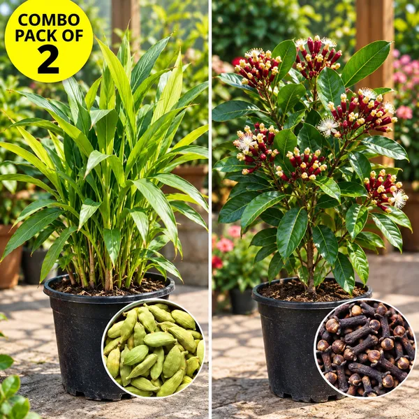 Combo_pack_of_2_(Elaichi,_Long_Combo_pack_of_2)_live_premium_plants