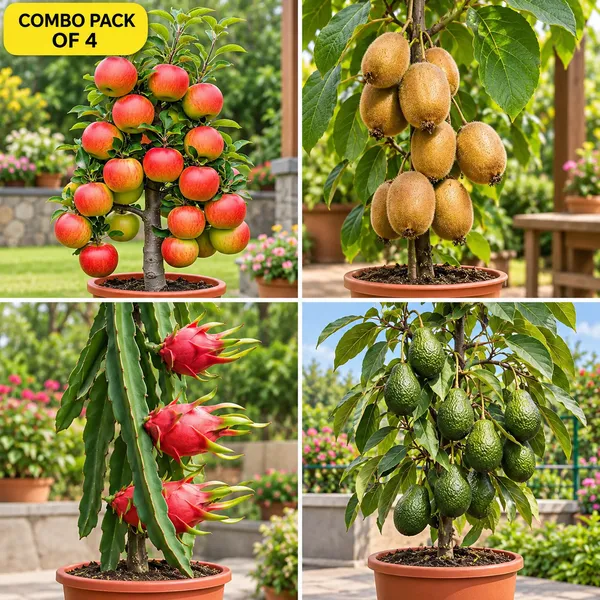 Combo_pack_of_4_Top_Exotic_Fruits_Plant_(HRMN-99_Apple,_Kiwi,_Dragon,_Avocado)_premium_live_plants