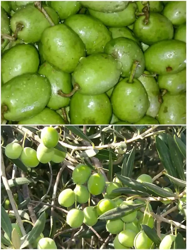 Combo_pack_of_4_(Elaichi,_Long,_Olive,_jayafal_Combo_pack_of_4_)_live_premium_plants