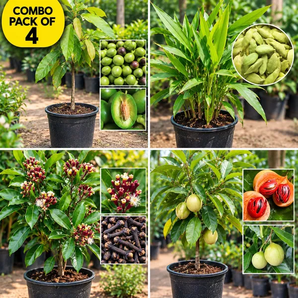 Combo_pack_of_4_(Elaichi,_Long,_Olive,_jayafal_Combo_pack_of_4_)_live_premium_plants