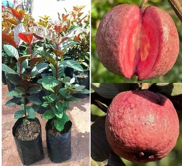 Red_Malaysian_Guava_Plant__(Pack_Of_1)