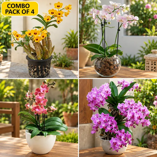 Dendrobium_Orchid_Plant_By_Colour_(Pack_Of_4)