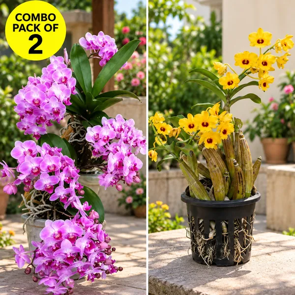 Dendrobium_Orchid_Plant_By_Colour_(Pack_of_2_)