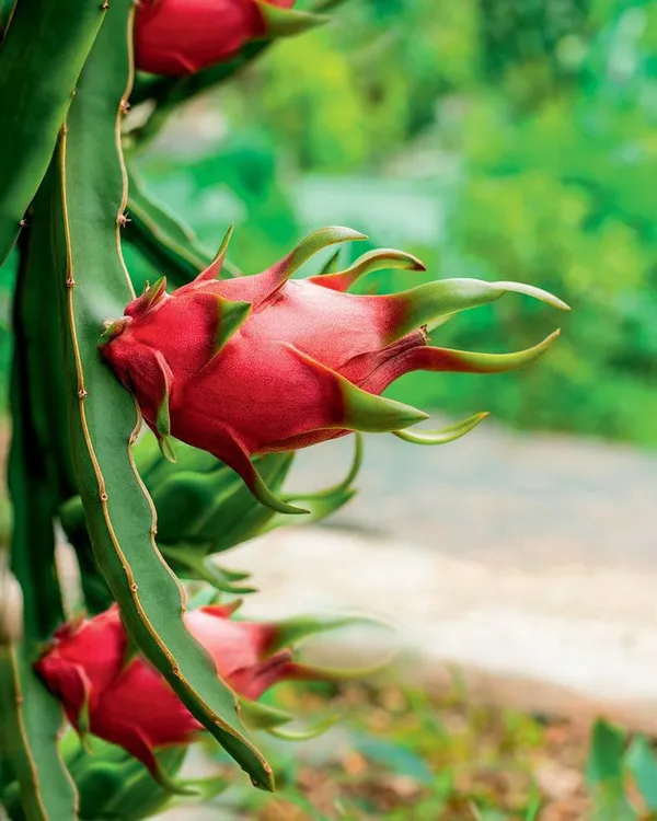Dragon_hybrid_plant_(Pack_Of_1)