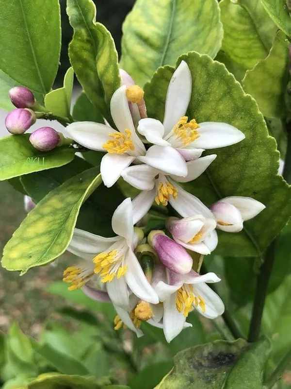 Gandharaj_Lemon_Plant_|_Hybrid_Grafted_Plant_(1.5-3_Feet_Height_Pack_Of_1)