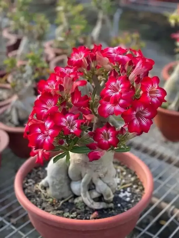 Adenium_combo_pack_of_2_(_pink_gaze_and_purple_bloom)