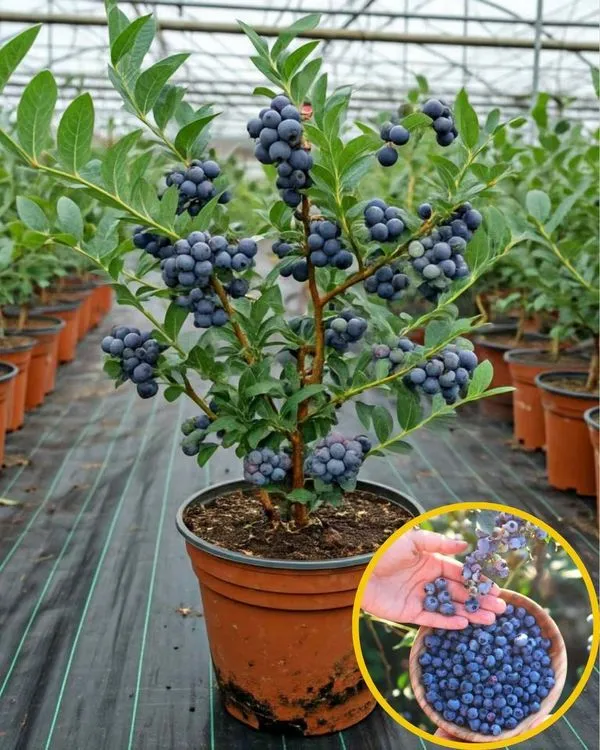 Blueberry_Fruit_Plant_(Pack_Of_1)