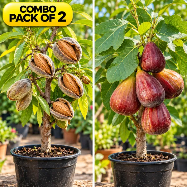 Green_Almonds_And_Fig(_Anjeer_)_Plant_Combo_Pack_Of_2