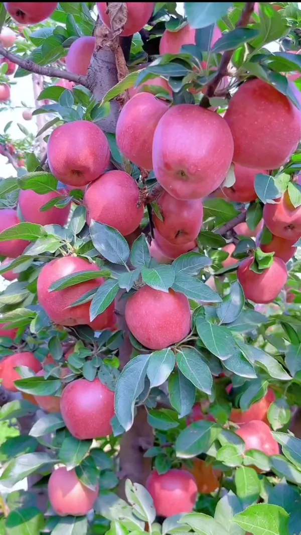 HRMN-99_Apple_Grafting_Hybrid_Plant__(1.5-2_Feet_Height_Pack_Of_1)