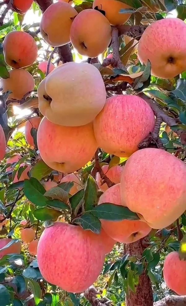 HRMN-99_Apple_Grafting_Hybrid_Plant__(1.5-2_Feet_Height_Pack_Of_1)