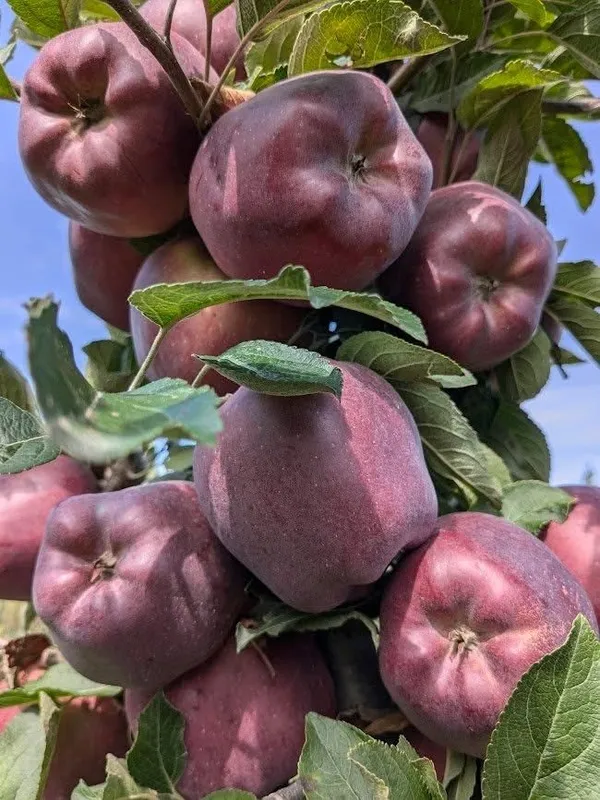 HRMN-99_Grafting_Hybrid_Apple_Plant_(1.5-2_Feet_Height_Pack_Of_1)