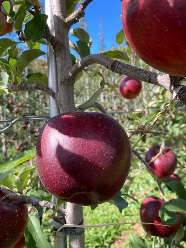 HRMN-99_Grafting_Hybrid_Apple_Plant_(1.5-2_Feet_Height_Pack_Of_1)