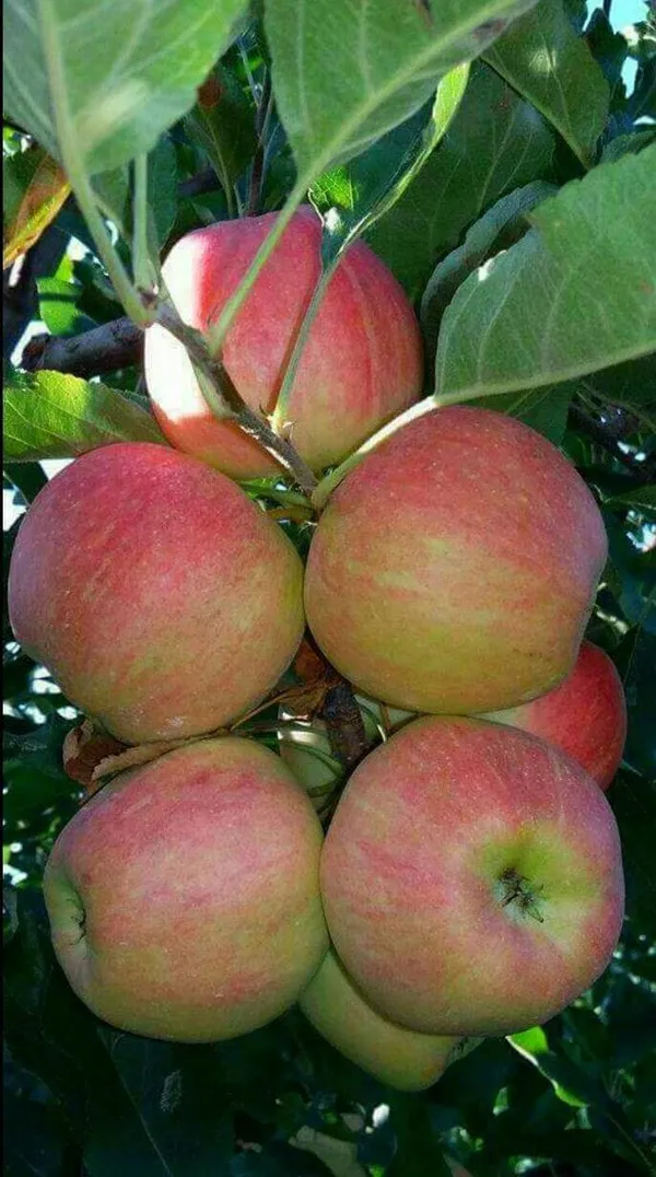 HRMN-99_Grafting_Hybrid_Apple_Plant_(Pack_Of_1)