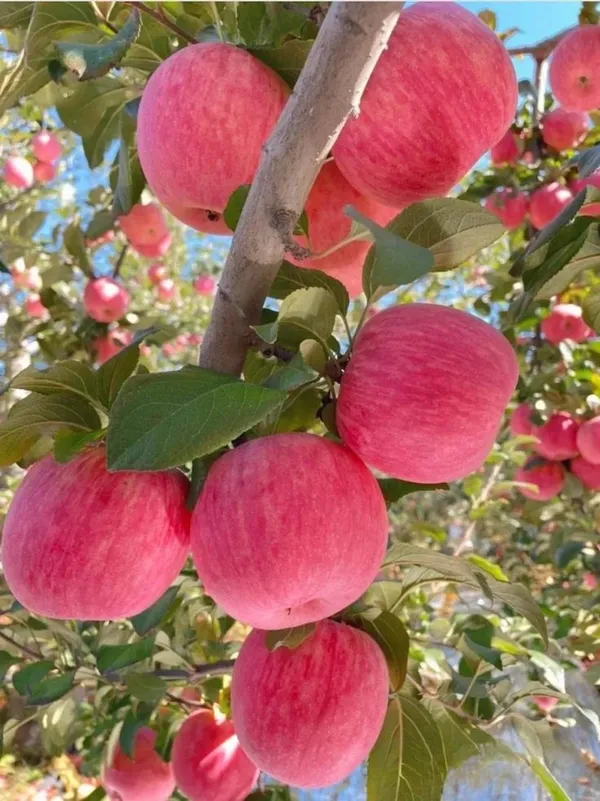 HRMN-99_Hybrid_Grafting_Apple_Plant_(1.5-2_Feet_Height_Pack_Of_1)