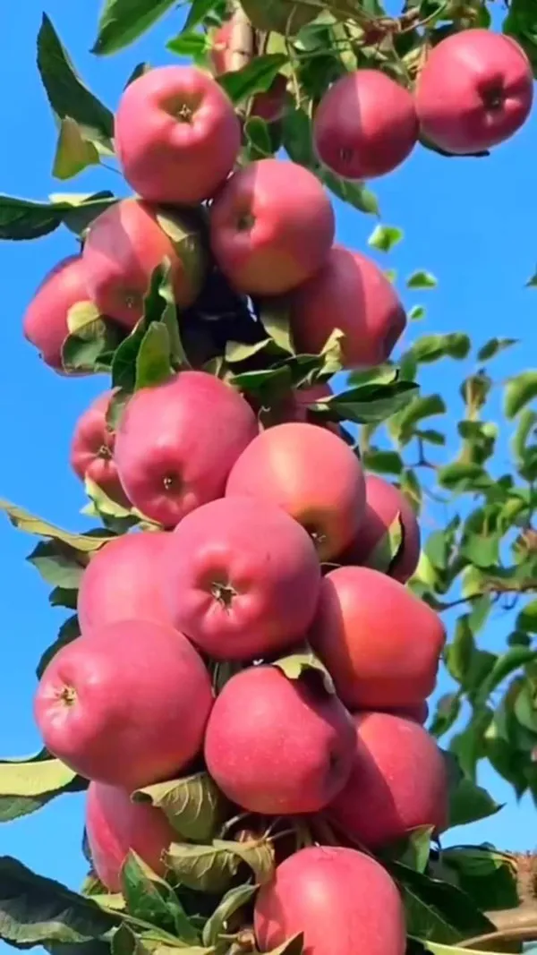 HRMN-99_Hybrid_Grafting_Apple_Plant_(1.5-2_Feet_Height_Pack_Of_1)
