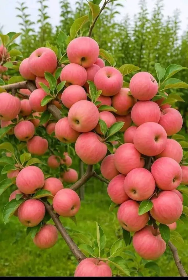 HRMN-99_Hybrid_Grafting_Apple_Plant_(1.5-2_Feet_Height_Pack_Of_1)