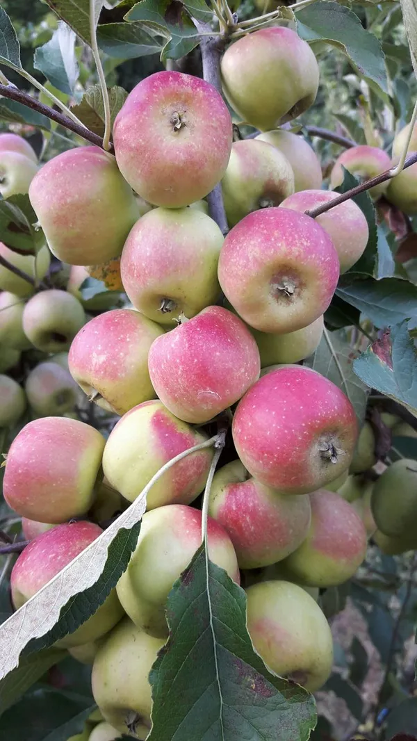 HRMN-99_Hybrid_Grafting_Apple_Plant_(1.5-2_Feet_Height_Pack_Of_1)