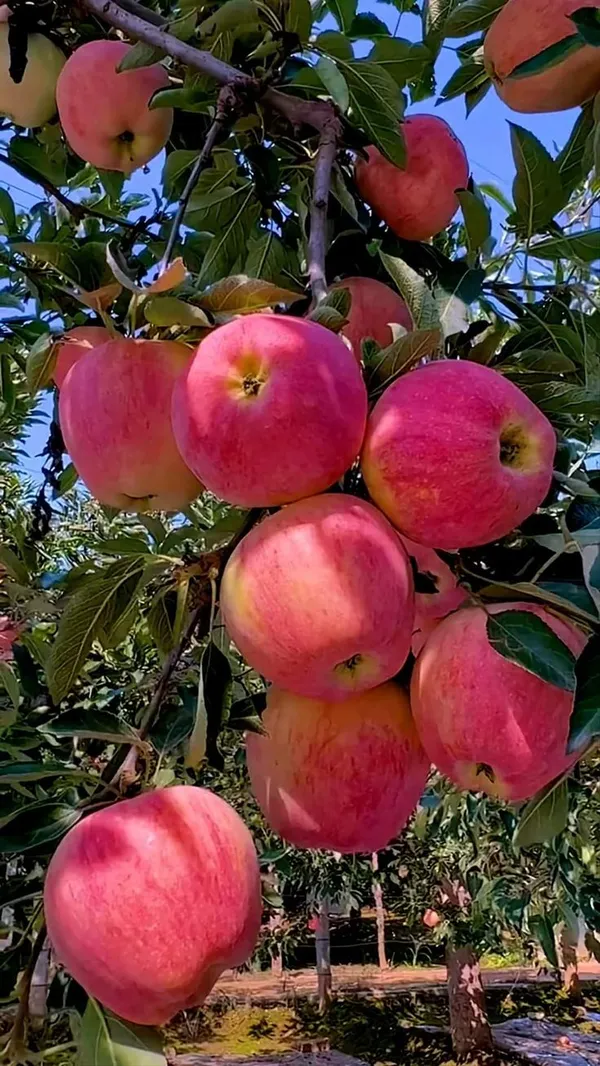 HRMN-99_Hybrid_Grafting_Apple_Plant_(1.5-2_Feet_Height_Pack_Of_1)